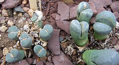 Lithops meyeri Basel939 strain.jpg