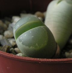 Lithops olivacea IB 2.jpg