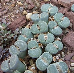 Lithops salicola.jpg