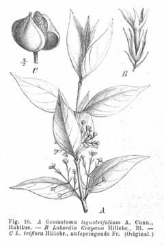 Loganiaceae spp EP-IV2-016.png