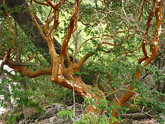 Luma apiculata - arrayan rojo.jpg