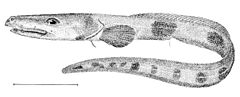 Lycenchelys verrillii.jpg