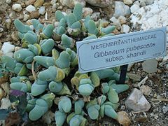 MESEMBRYANTHEMACEAE Gibbaeum pubescens subsp. shandii.JPG