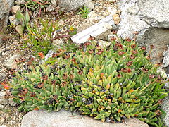 Machairophyllum bijlii - University of California Botanical Garden - DSC08880.JPG