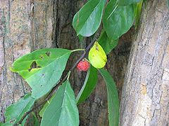 Maclura tricuspidata-fruit.jpg