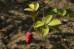 Magnolia cylindrica A.jpg