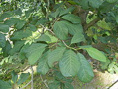 Magnolia dawsoniana - leaves 200606.JPG