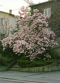 Magnolienbaum.jpg