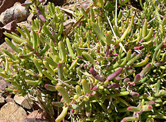 Malephora lutea 1.jpg