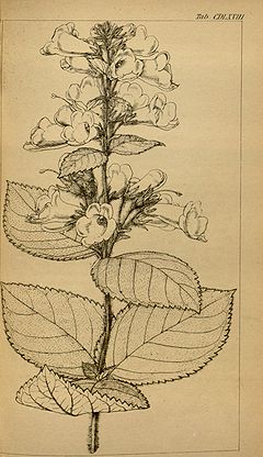 Mandirola multiflora (as Achimenes multiflora ) Icon. Pl. t. 468. 1842..jpg