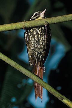 Margarornis squamiger -NBII Image Gallery-a00214.jpg