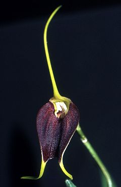 Masdevallia cardiantha Orchi 001.jpg