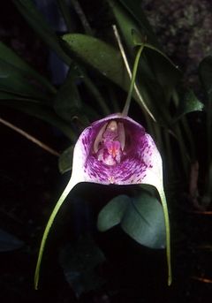 Masdevallia chaparensis Orchi 002.jpg