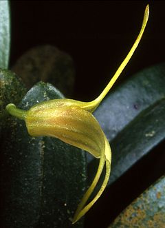 Masdevallia chasei Orchi 027.jpg