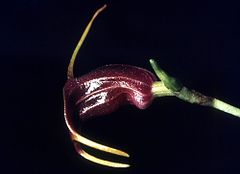 Masdevallia collina Orchi 001.jpg