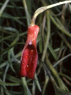 Masdevallia deformis Orchi 001.jpg