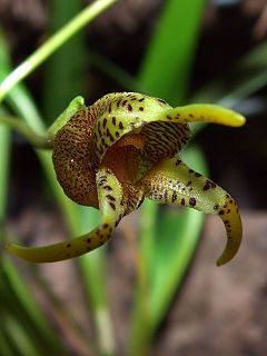 Masdevallia dynastes Orchi 190.jpg