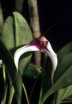 Masdevallia gilbertoi Orchi 002.jpg