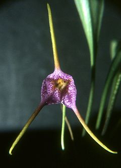 Masdevallia glandulosa Orchi 001.jpg