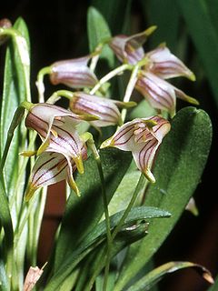 Masdevallia tubuliflora Orchi 001.jpg
