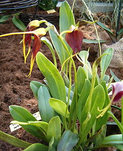 Masdevallia weberbaueri OrchidsBln0906.jpg