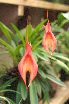 Masdevalliaveitchiana.jpg