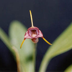 Masdevalliaventricularia1.jpg