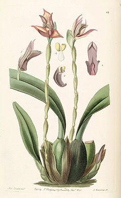 Maxillaria cucullata - Edwards vol 26 (NS 3) pl 12 (1840).jpg