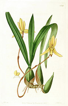 Maxillaria gracilis (as Cymbidium marginatum) - Edwards vol 18 pl 1530 (1832).jpg
