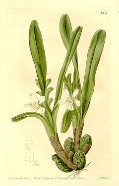 Maxillaria lutescens (Camaridium l.) - The Bot. Register v. 10 (1824) pl 844.jpg