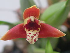 Maxillaria tenuifolia-flor.jpg