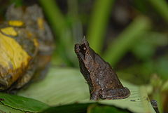 Megophrys stejnegeri02.jpeg