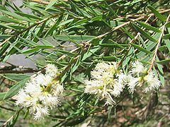 Melaleuca linariifolia.jpg