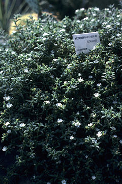 Mesembrianthemum ecklonis WPC.jpg