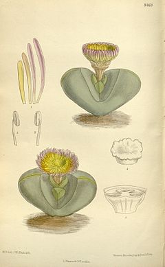 Mesembryanthemum pearsonii 138-8463.jpg