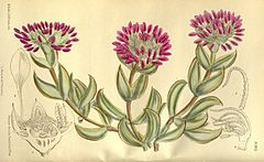 Mesembryanthemum pillansii 143-8703.jpg