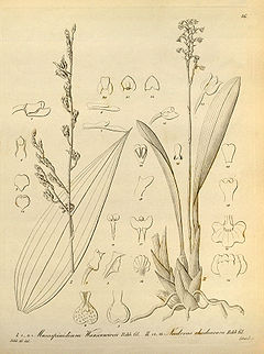 Mesospinidium warscewiczii and Cyrtochilum rhodoneurum (as Neodryas rhodoneura) - Xenia vol 1 pl 16 (1858).jpg