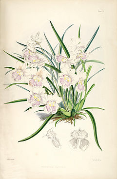 Miltoniopsis phalaenopsis (as Odontoglossum phalaenopsis) - pl. 3 - Bateman - A Monograph of Odontoglossum.jpg