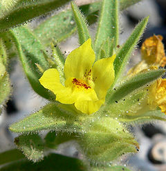 Mohavea breviflora 8.jpg