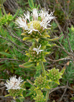 Monardella hypoleuca ssp lanata 3.jpg