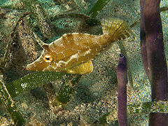 Monocanthus tuckeri (Slender filefish) Haiti.jpg
