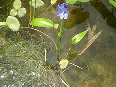 Monochoria korsakowii flower.JPG