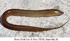 Monopterus albus 2.jpg