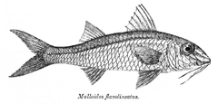 Mulloidichthys flavolineatus Day.png