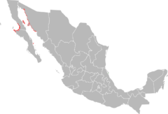 Myotis vivesi range Map.png