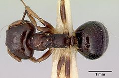 Myrmecorhynchus emeryi casent0172032 dorsal 1.jpg