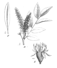 Myrocarpus frondosus Taub101b.png