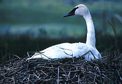 NPS Wildlife. Trumpeter Swan on Nest.jpg