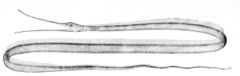 Nemichthys scolopaceus.jpg