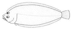 Neoachiropsetta milfordi (Armless flounder).gif
